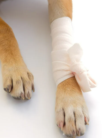 강아지 골절 종류, 증상, 수술 후 관리법 총정리