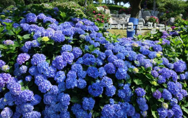 2024 신안 도초도 수국축제 입장료 할인 가는 길 배편