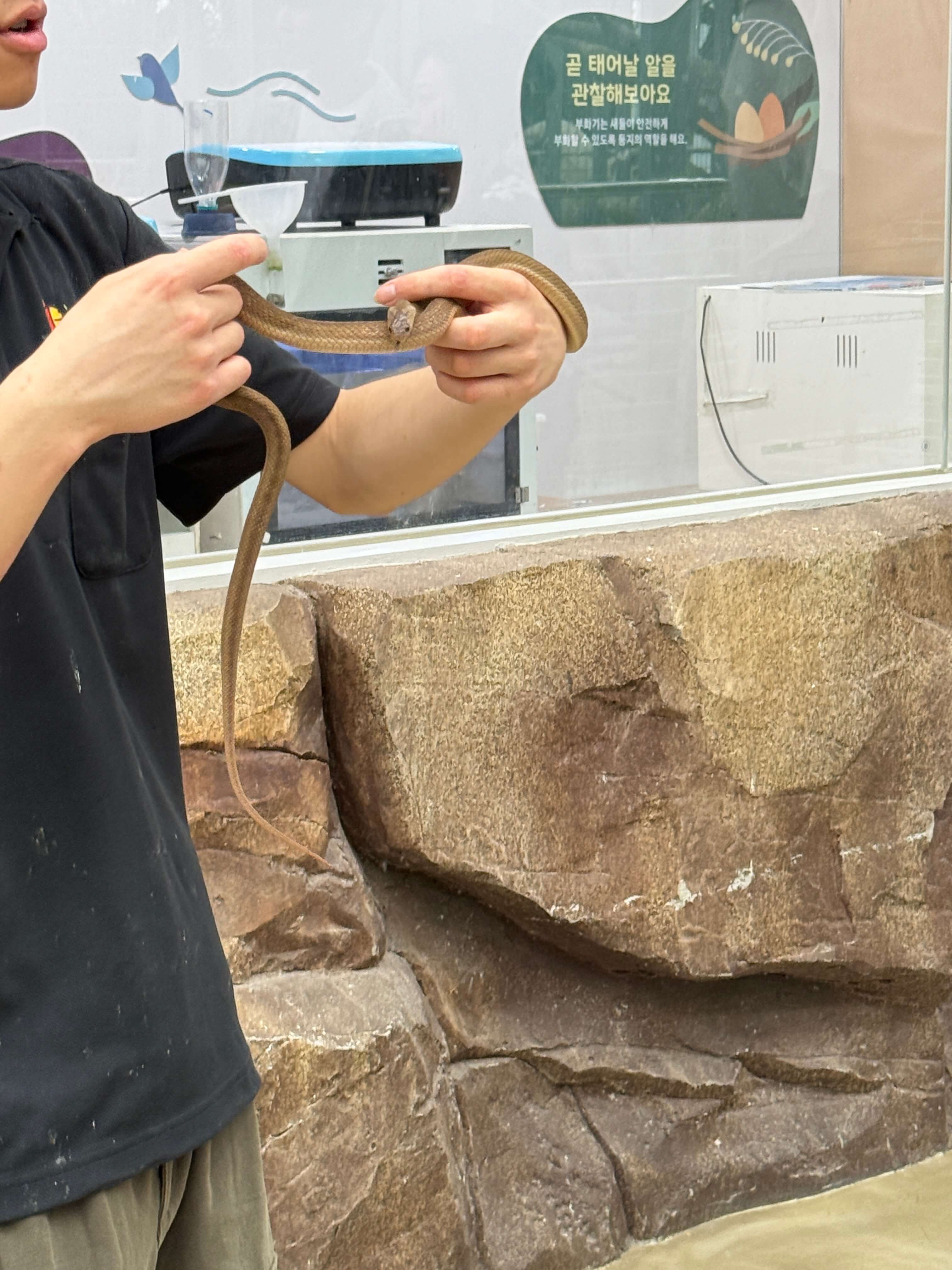 오산버드파크-뱀만지기체험