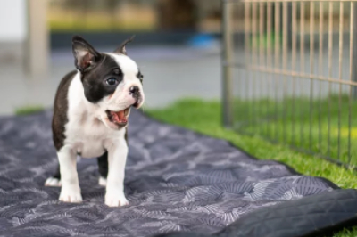 보스턴 테리어(Boston Terrier) 사진