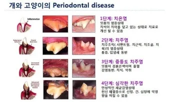 고양이치주염 증상 진단 치료 및 예방법_2