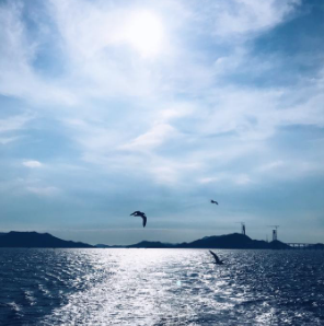 전남 신안 도초도 수국축제