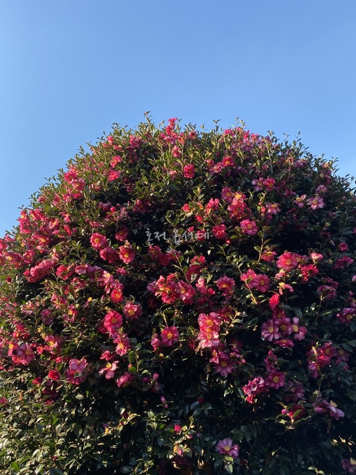 동백꽃-camellia