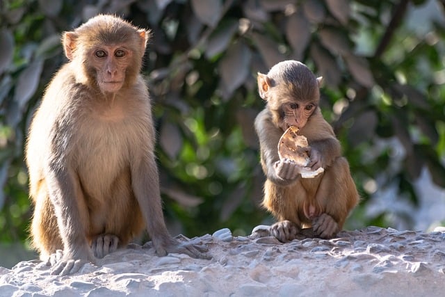 2024년 원숭이띠 운세