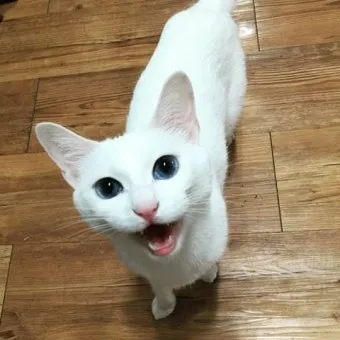 터키시앙고라 고양이 유전병 성격 가격_9