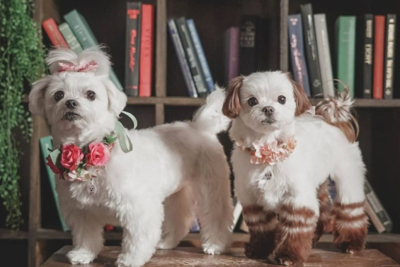 미래 신직업 반려동물 사진작가