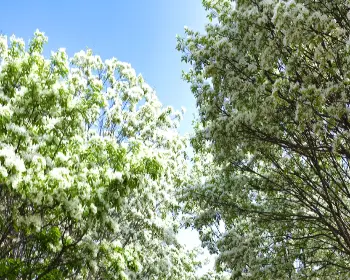 전주 이팝나무 철길_12