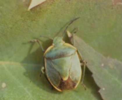 풀색노린재(풀노린재)