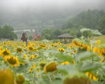태백 해바라기 축제10