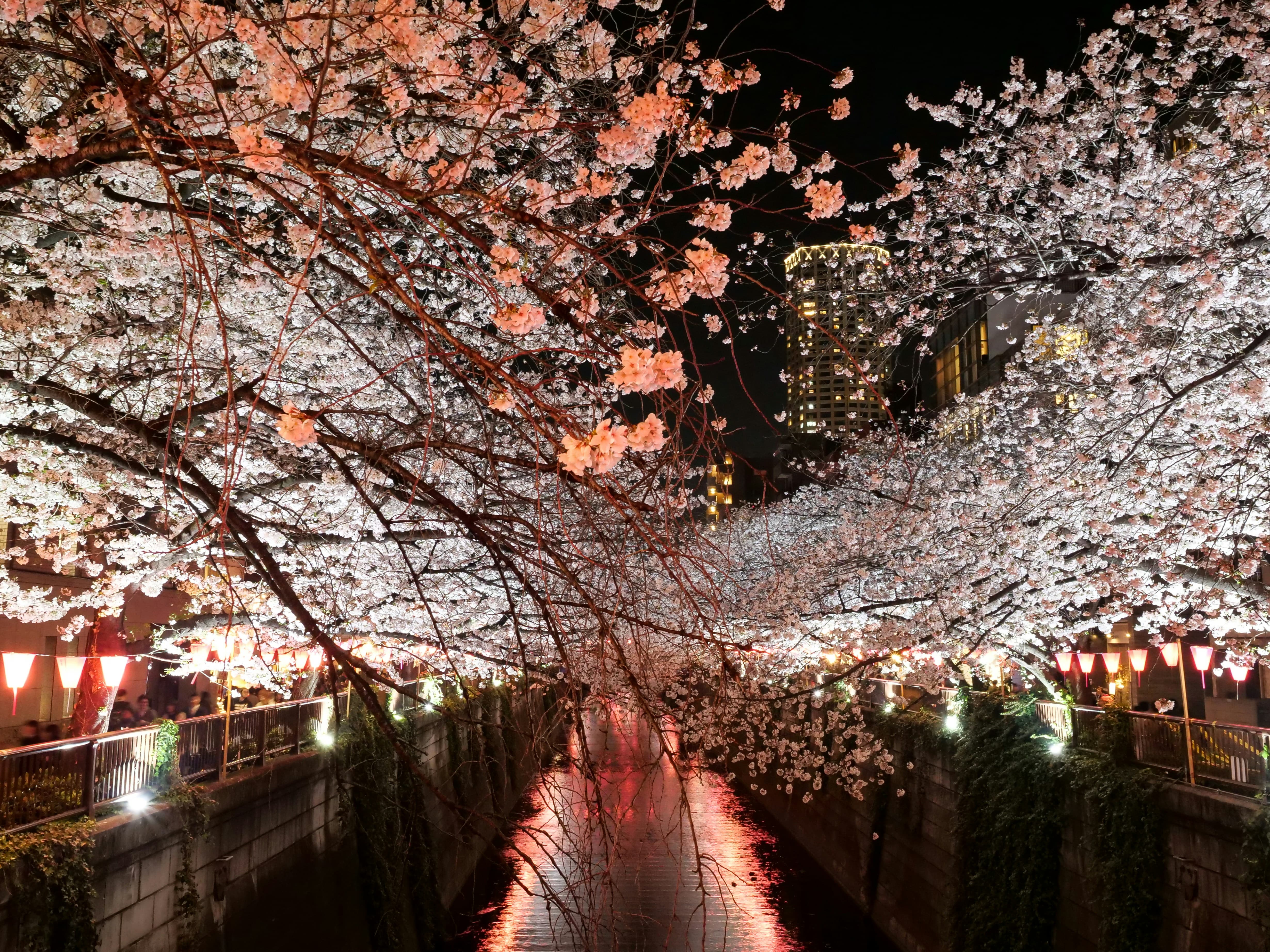 2026년 전국 봄 축제 일정 봄 여행 코스 총정리