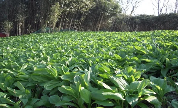 명이나물 재배 서늘한 그늘 물주기 향 유지_6