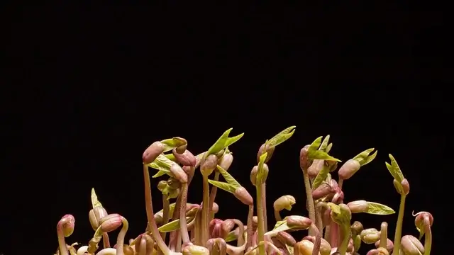 녹두-심는-시기