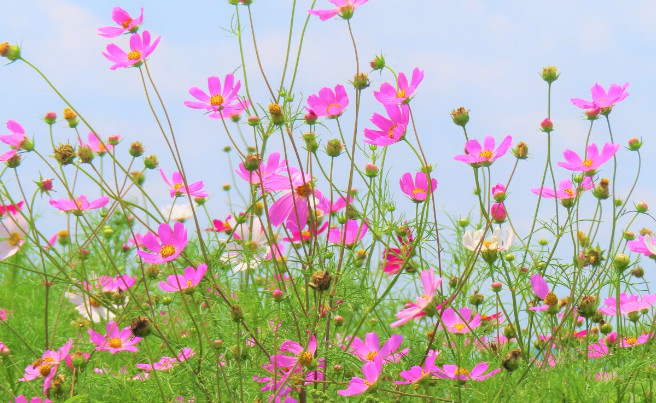 안성팜랜드