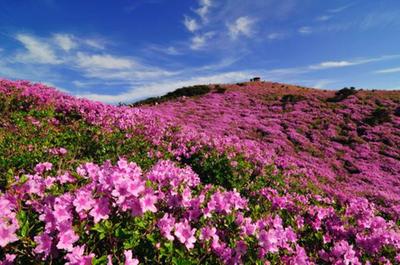 황매산 철쭉 군락지 사진