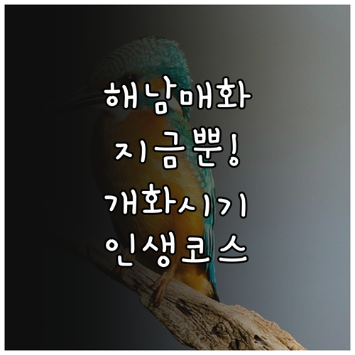 해남 봄 여행 코스 추천 매화 개화 ..
