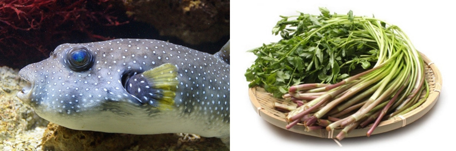 왼쪽 사진은 복어가 물속에서 유영을 하고 있는 사진이고, 오른쪽은 하얀 바닥 위에 대나무로 만든 소쿠리를 두고 그 위에 미나리를 한다발 놓아두고 찍은 사진