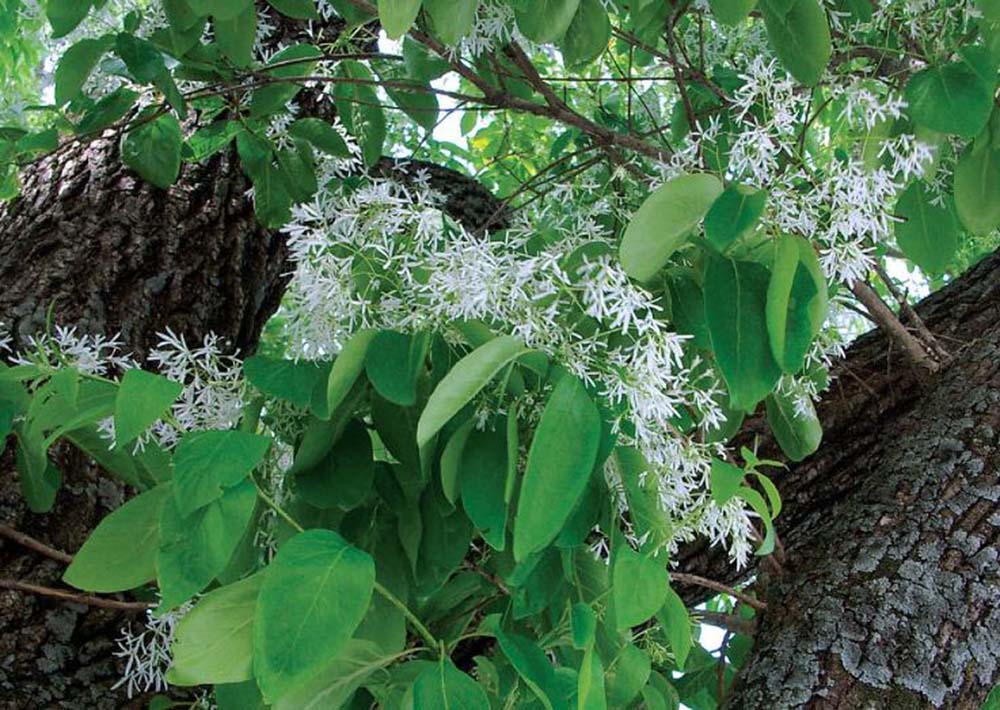 서울둘레길 3코스 고덕산&middot;일자산이팝나무
