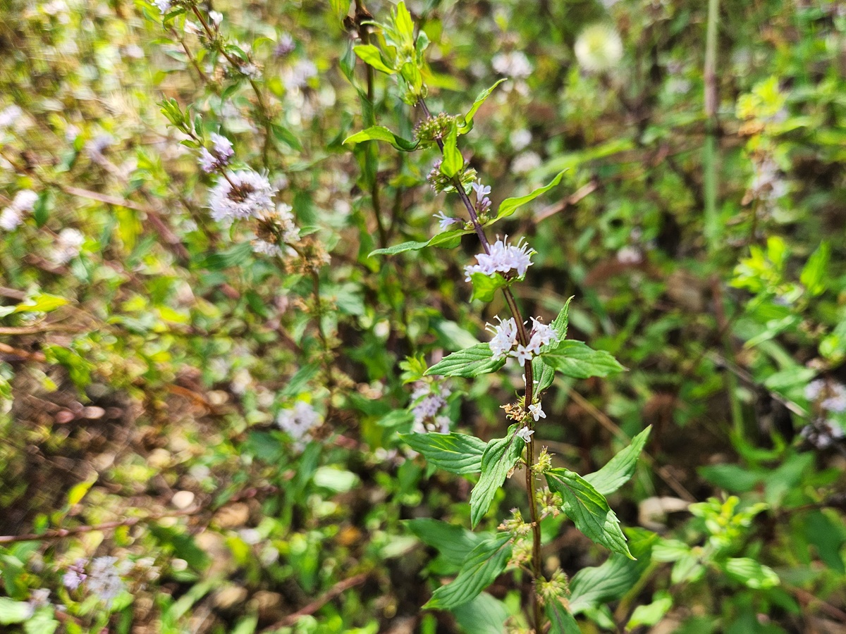 박하