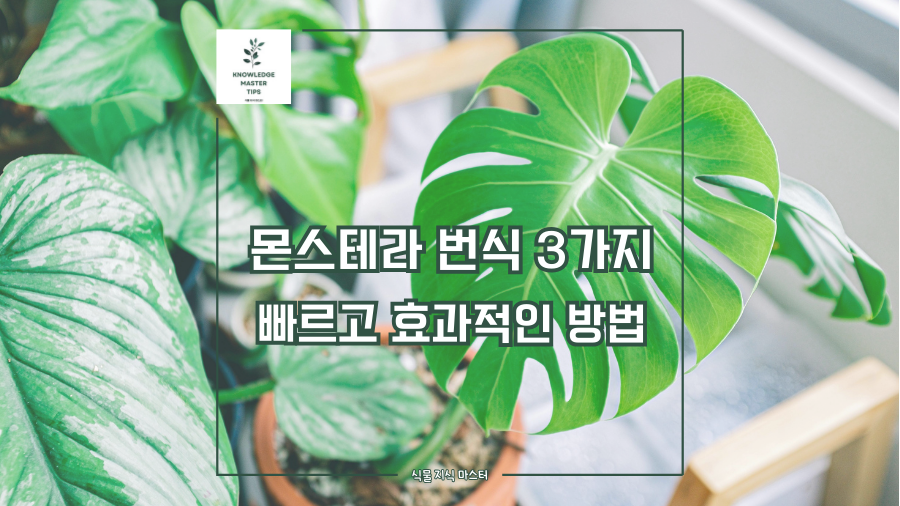 몬스테라 번식 3가지, 빠르고 효과적인 방법