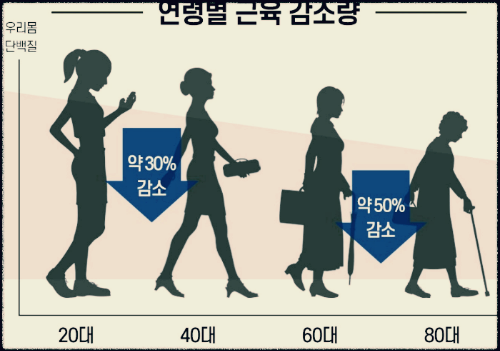 연령별-근육감소량-그림