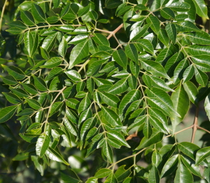 멀구슬나무 잎1