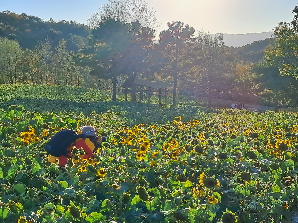 철원 고석정꽃밭 온천여행꿀팁