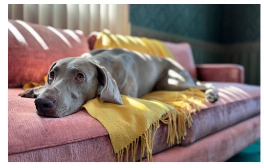 아이폰15 사전예약 혜택 출시일 스펙