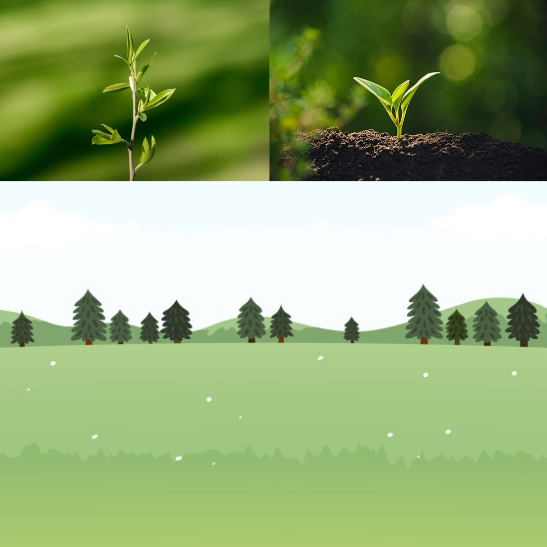 산림치유지도사