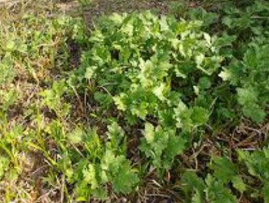 3월 제철 음식&amp;#44; 식재료&amp;#44; 해산물&amp;#44; 과일&amp;#44; 달래&amp;#44; 씀바귀&amp;#44; 쑥&amp;#44; 소라&amp;#44;