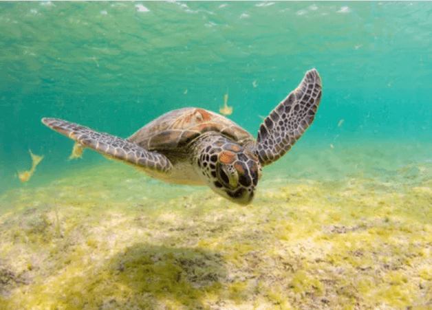 바다거북스프 문제 모음