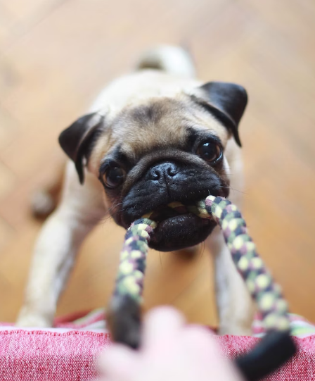 개와 고양이의 치주질환 치료