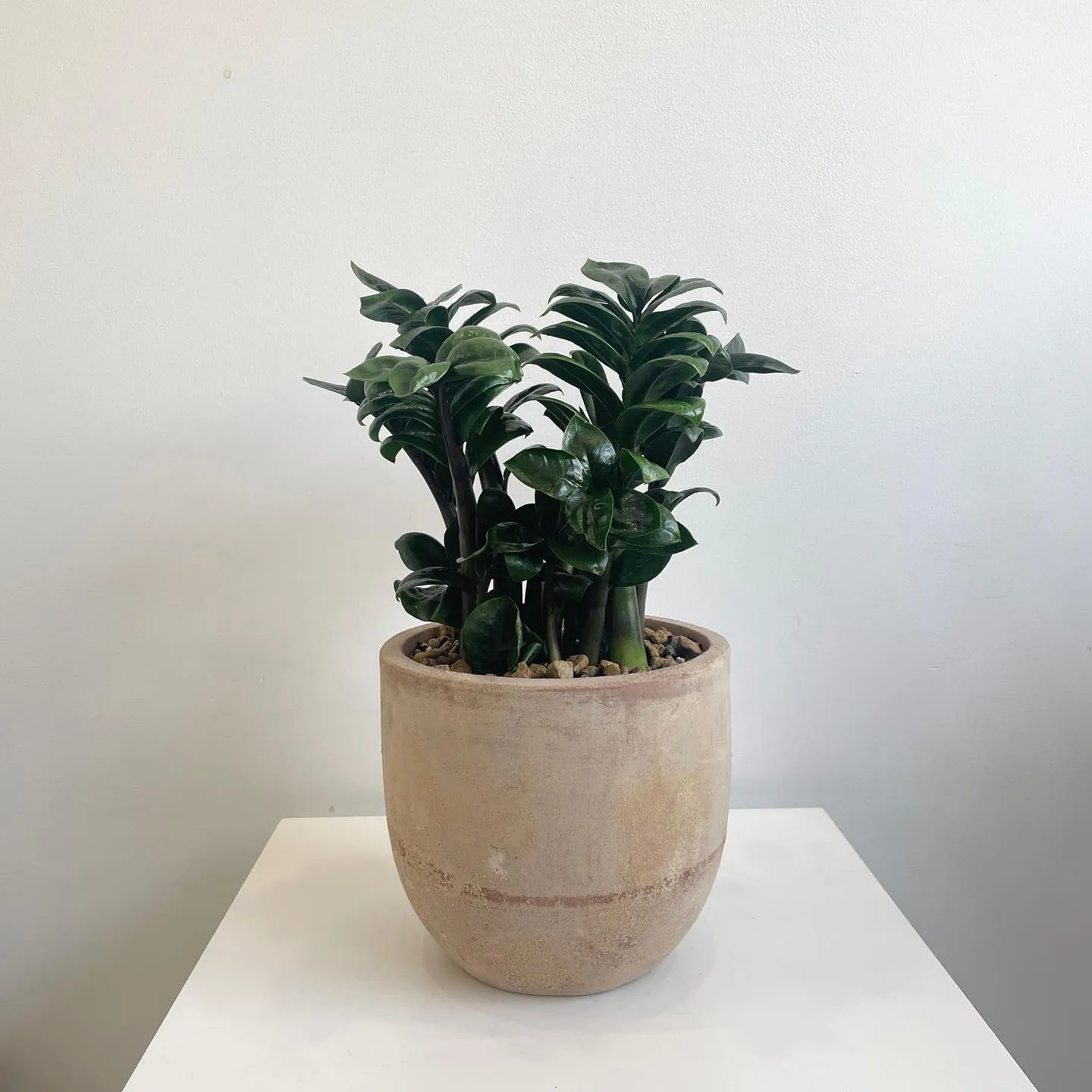 보석금전수 물주기 키우기 잎꽂이 꽃 노란잎 관리 재물운_7