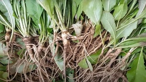 고들빼기-왕고들빼기-효능-부작용