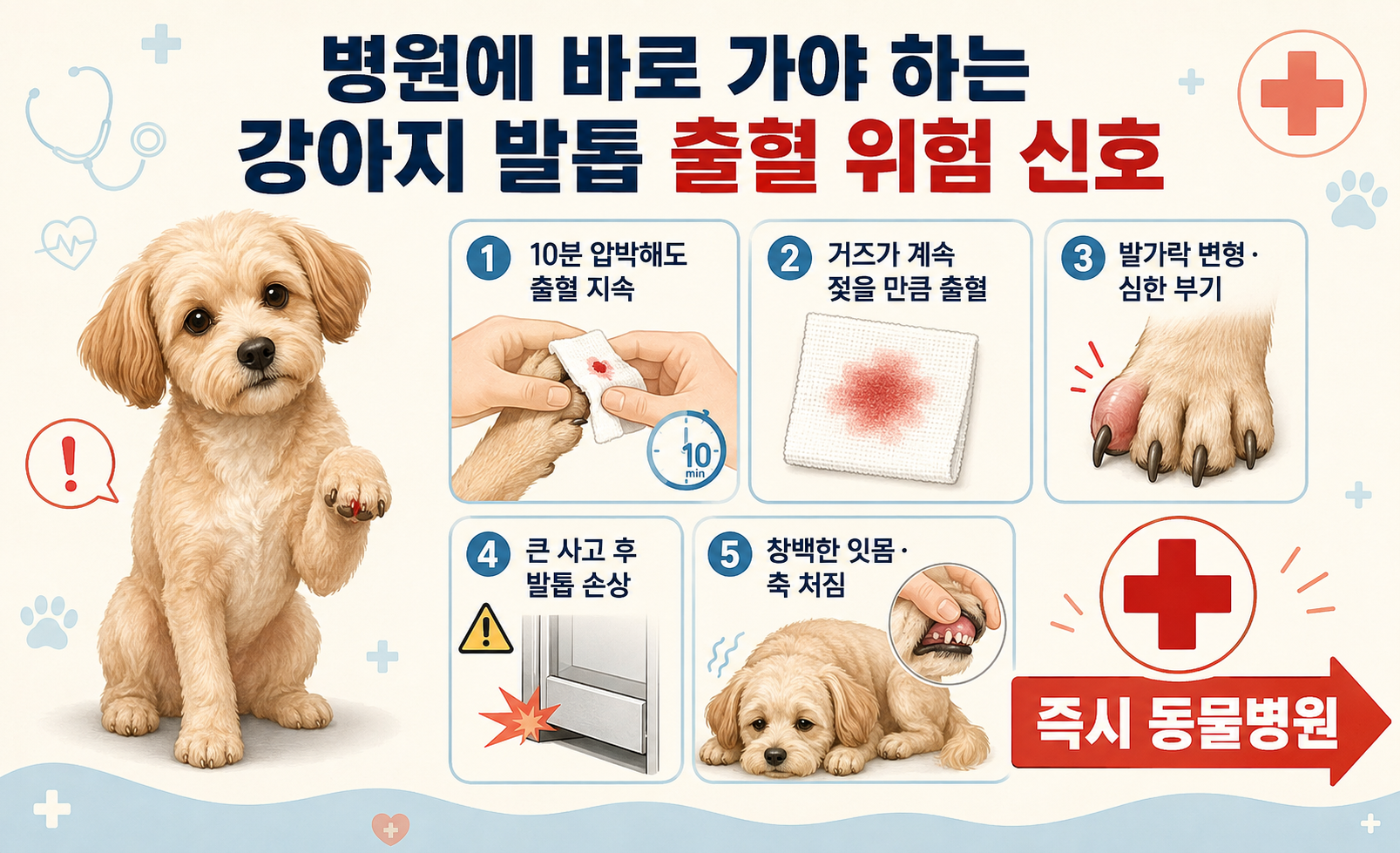 강아지 발톱 출혈 시 즉시 동물병원에 가야 하는 위험 신호 정리 이미지