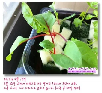 적근대 재배 씨 뿌림 솎음 수확 색 유지_2