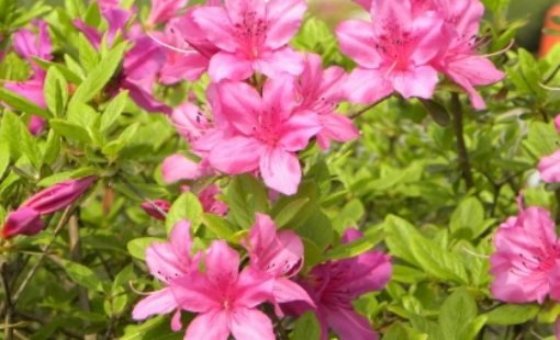 2025 군포 철쭉축제 교통 안내