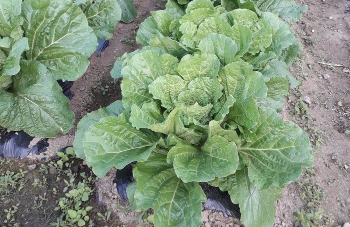 김장배추 심는 시기