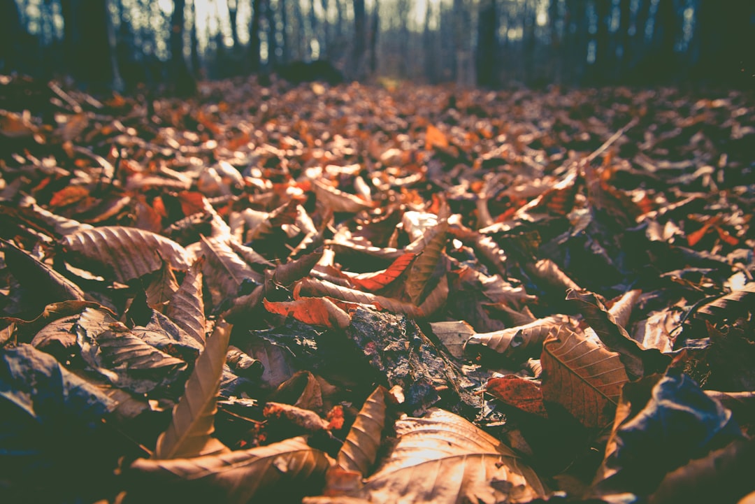 Seasons