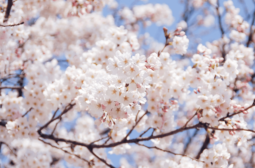 제주도 1박2일 봄 여행 - 도민 추천 숨은 명소 총정리