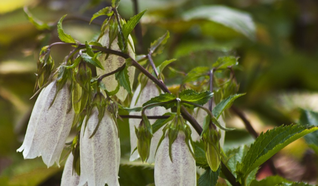 초롱꽃의 효능과 활용법: 전통 한방에서의 효과