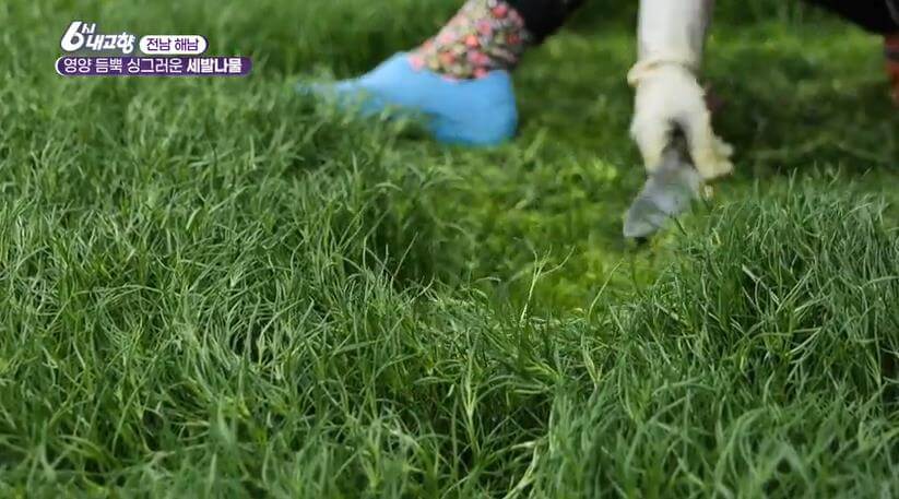 6시내고향 해남 세발나물