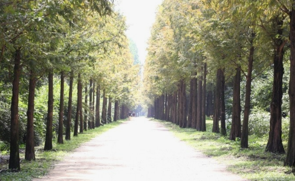 서울 하늘공원 메타세콰이어길