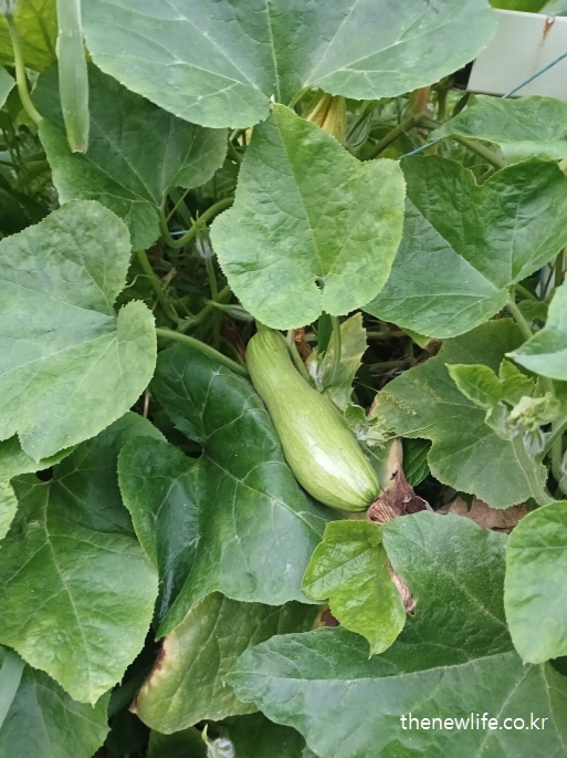 잎사귀 사이에 자라는 신선한 애호박 사진-애호박의 다이어트에 도움 이미지