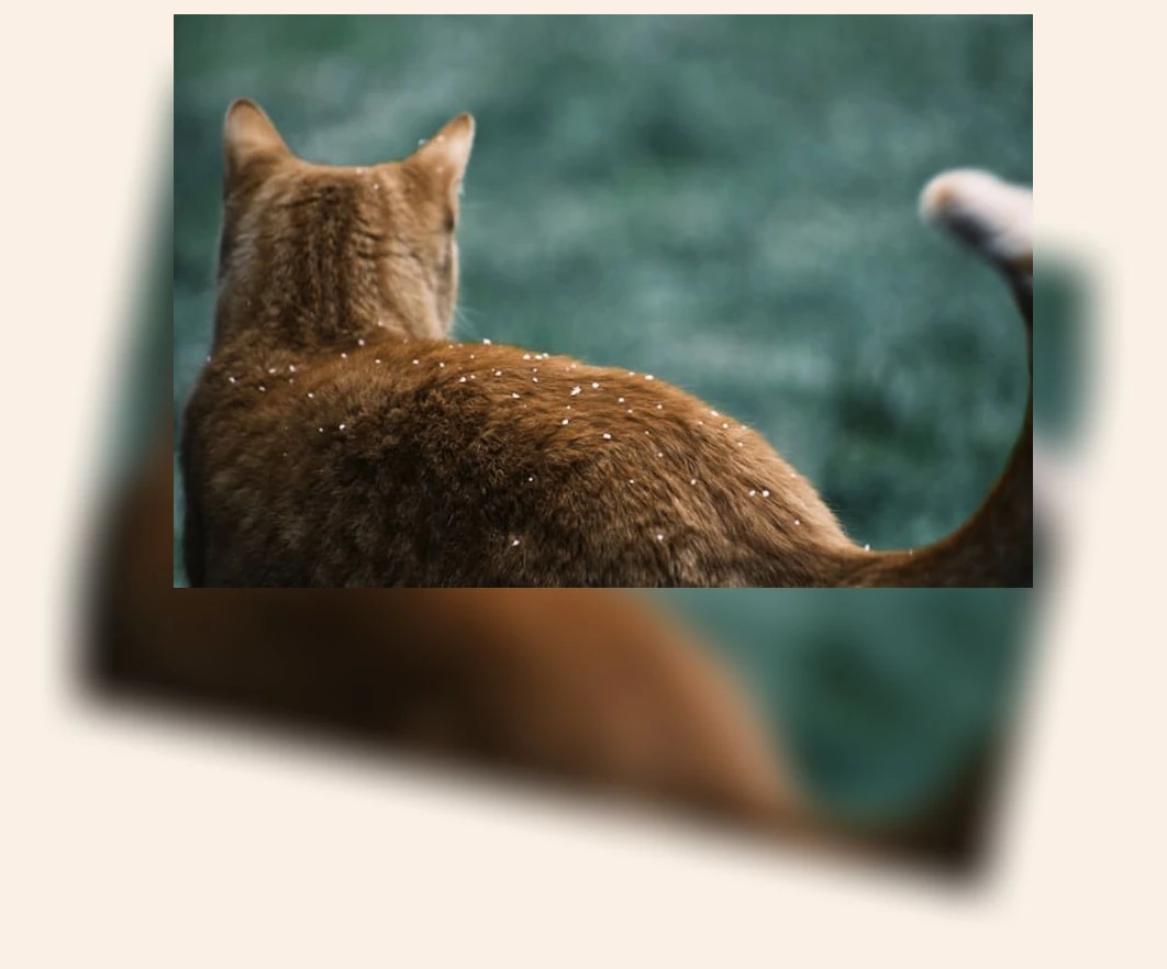 고양이 감기_3_subsection