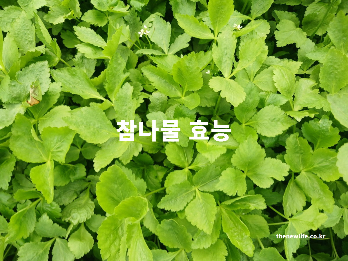 참나물 효능을 과학적인 근거를 바탕으로 설명하는 대표 실사진