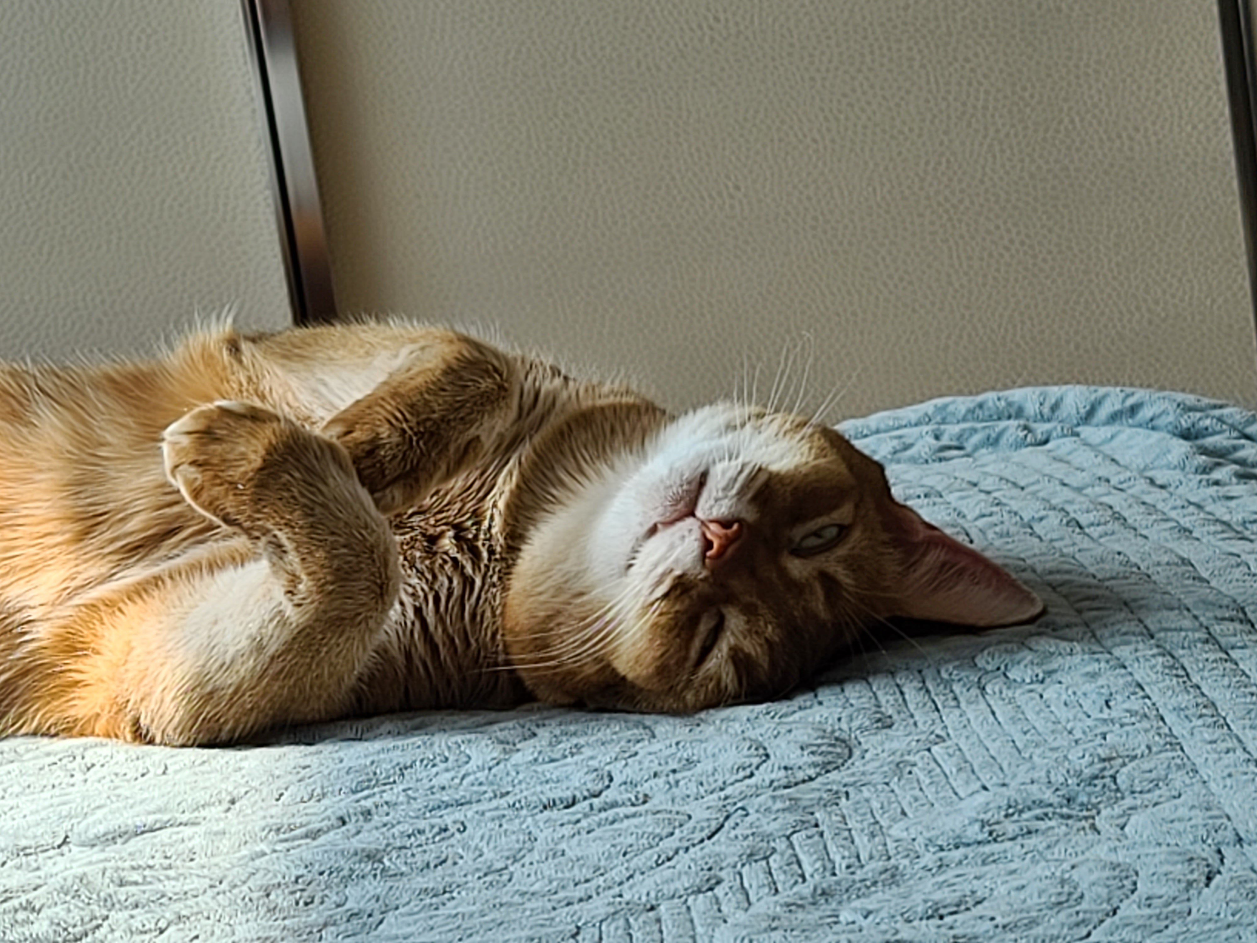 자다가 얼떨결에 발로 고양이랑 하이파이브.