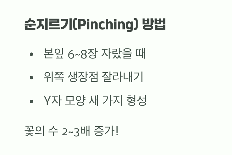 풍성한 꽃을 위한 용기 있는 손길, 순지르기