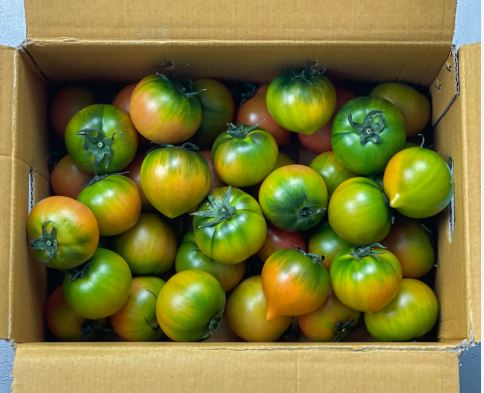 방울토마토의 효능