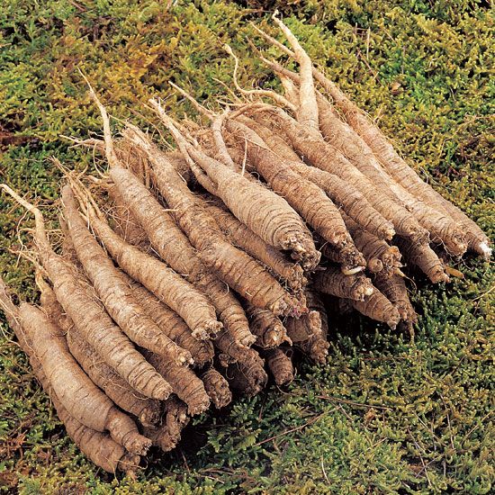 더덕을 설명하는 사진