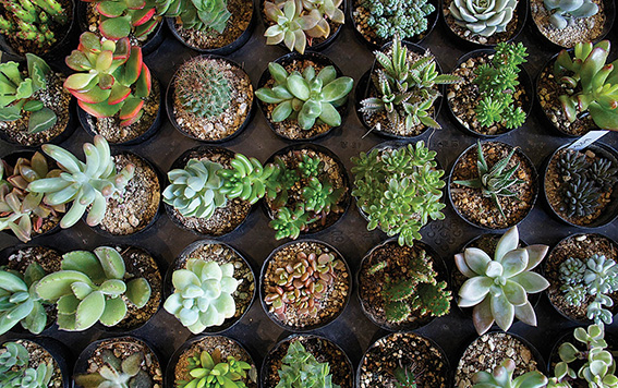 성격 특성에 따라 나와 잘 맞는 식물 키우기